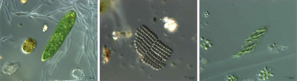The importance of phytoplankton for water quality assessment - Institut ...