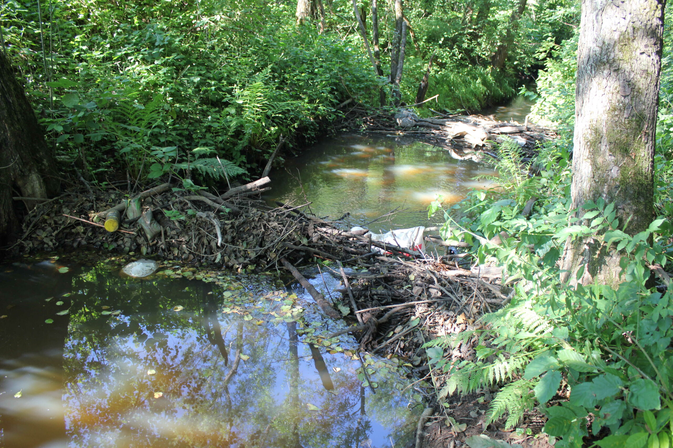 The Beaver as an Ecosystem Engineer
