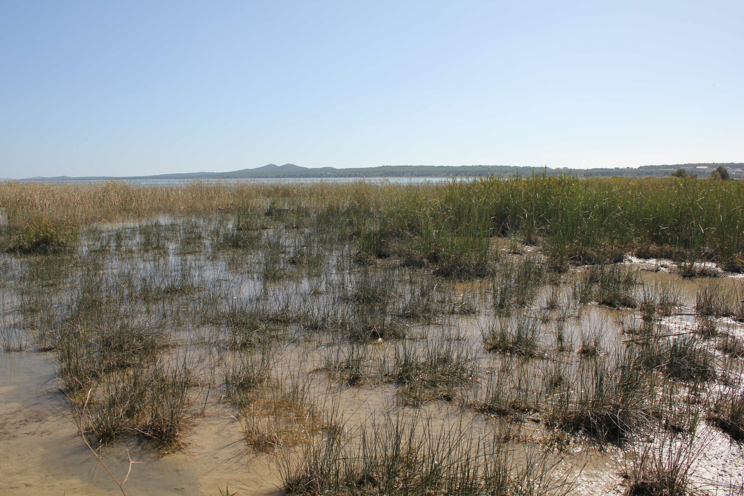 Uredba o obnovi prirode: vode kao prioritet