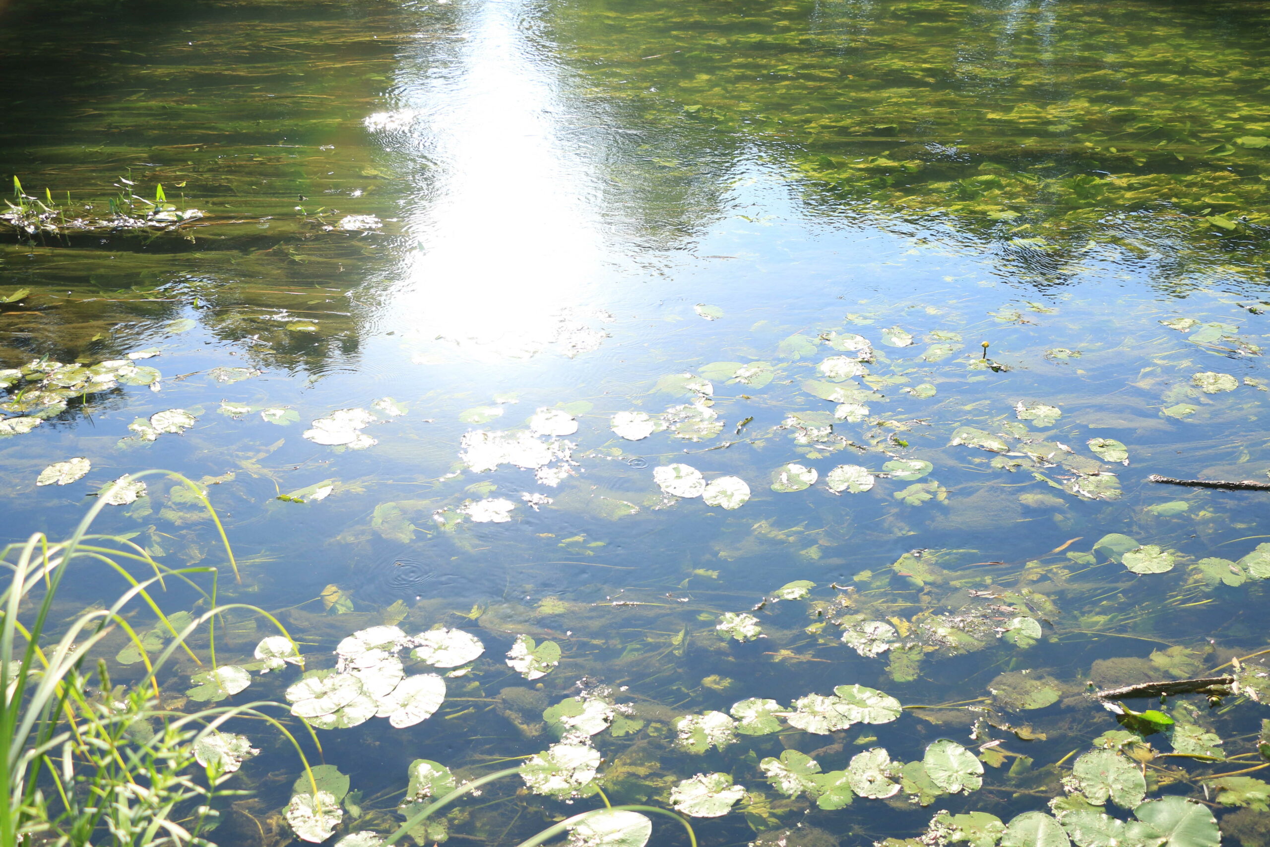 Svjetski dan močvarnih staništa – očuvanje vlažnih ekosustava