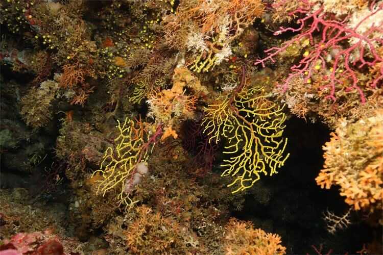 Stručna podloga za zaštitu morskog prostora